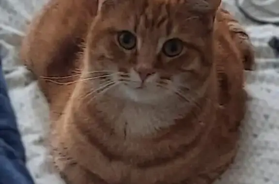 Chat trouvé Franconville, photo: Chat roux mâle trouvé à Franconville