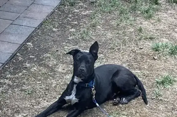 Lost Dog Xena: Black, Blue Hal...