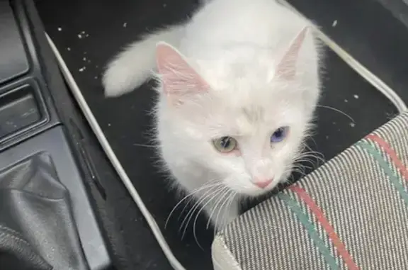 Chat trouvé : Blanche, yeux vairons, Décines - photo