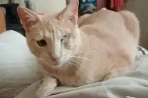 Gatos perdidos, , foto: Gato Perdido: Canela Clarito con Un Ojo