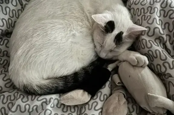Animaux perdus Lunel, photo: Chat blanc perdu à Lunel, rue Baudelaire