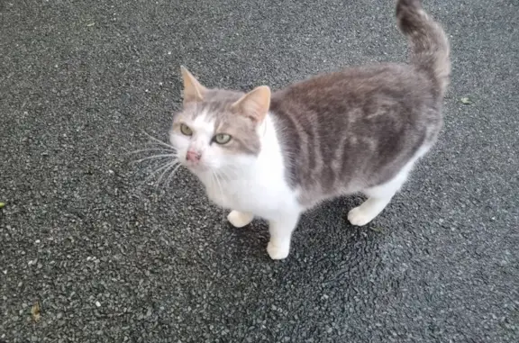 Chat blanc et gris trouvé à Saint-Carné - photo