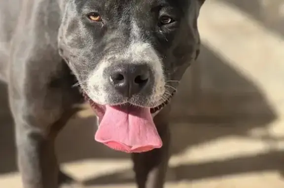 Perra perdida en Chiva con collar español