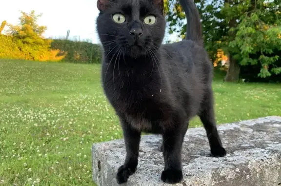 Animaux perdus Vouziers, photo: Chat noir perdu à Vouziers : 