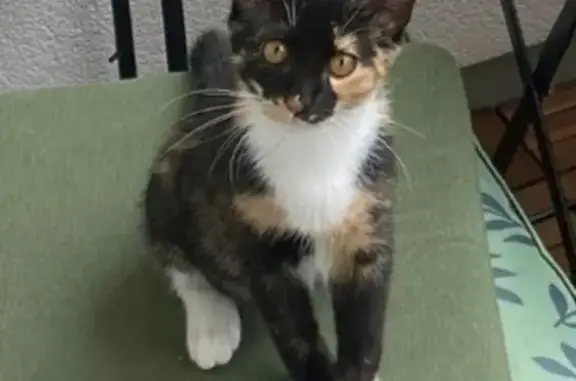Animaux perdus Les Clayes-sous-Bois, photo: Chatte Maine Coon disparue, Tilly, Les Clayes