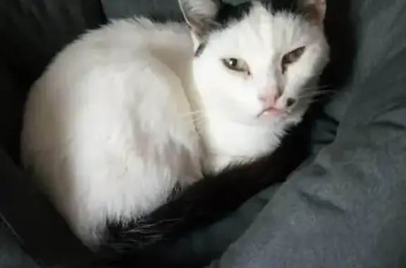 Animaux perdus Limoges, photo: Chatte blanche-noire perdue à Limoges