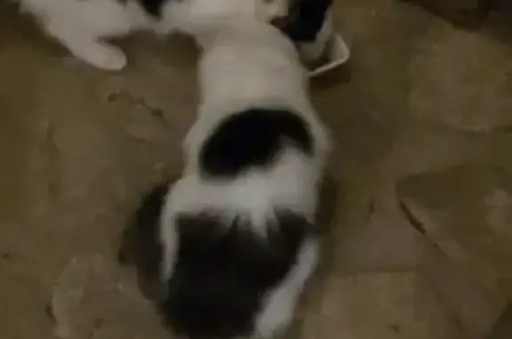 Animaux trouvés , photo: Chat trouvé avec 2 grands chatons