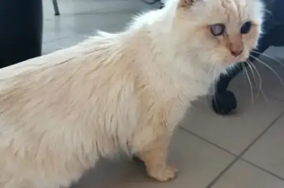 Chat aveugle trouvé à Solliès-Toucas - photo
