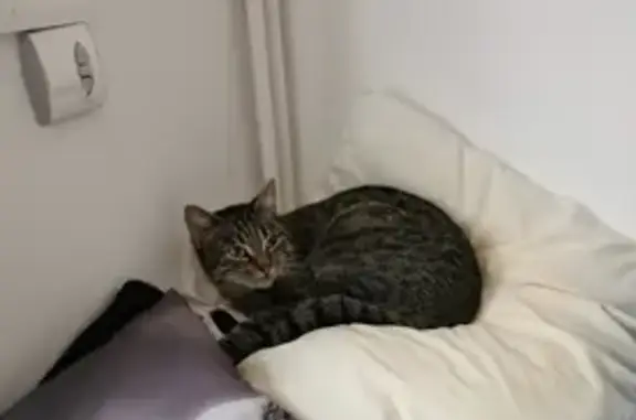 Chat perdu, Beaumont-sur-Oise, photo: Chatte tigrée perdue à Beaumont-sur-Oise