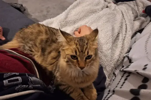 Chatte tigrée trouvée à Vitrolles - photo