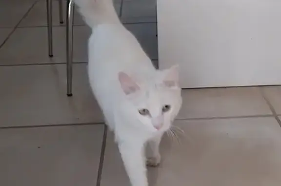 Jeune chat blanc trouvé à Narbonne - photo
