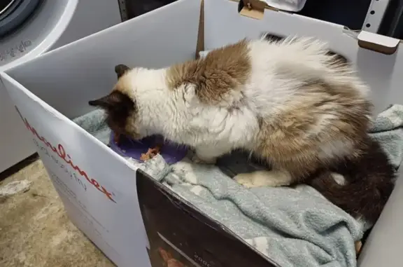 Chat trouvé Le Castellet, photo: Chat âgé trouvé blessé et affamé