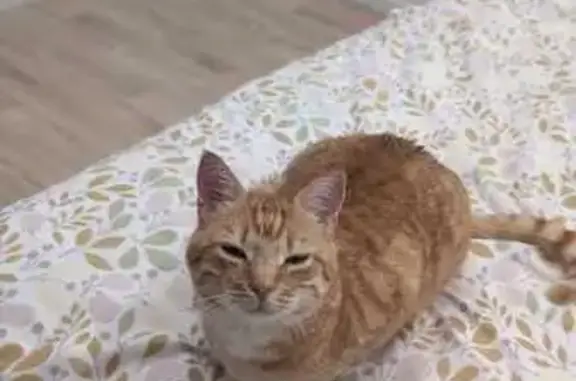 Chat perdu, La Chapelle-la-Reine, photo: Chat roux tigré perdu à La Chapelle