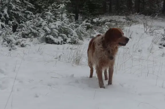 Chien perdu , photo : Epagneul breton perdu au Mont Ventoux