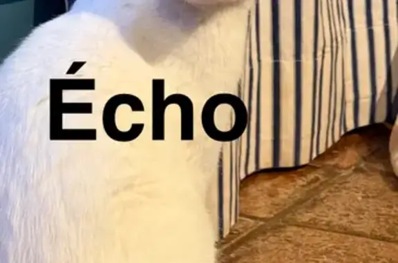 Chat disparu, peut-être dans une camionnette - photo