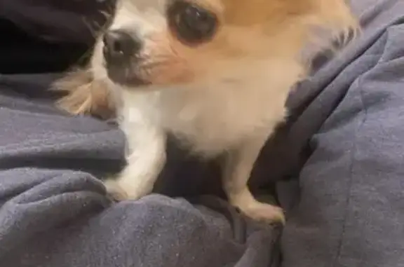Chien trouvé Manduel, photo: Chihuahua crème/marron trouvé à Manduel