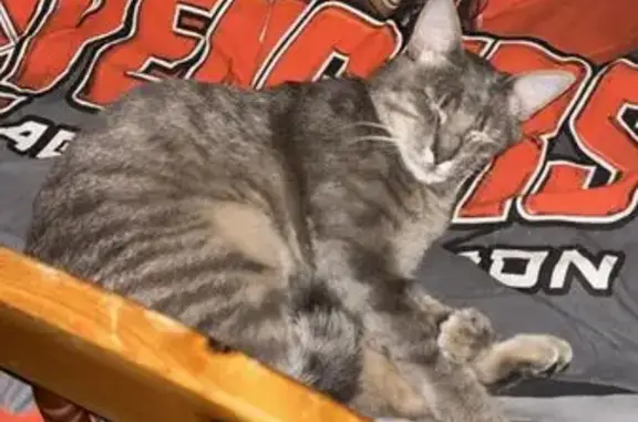 Animaux perdus Belin-Béliet, photo: Chat tigré gris disparu à Belin-Béliet