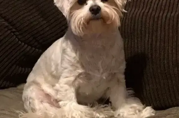 Lost Maltese: Crème Coat, North Highland