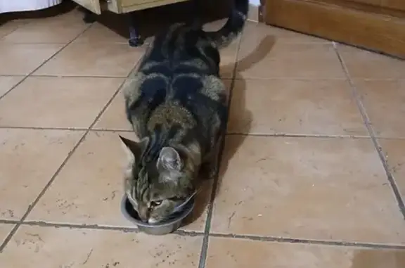 Grand chat tigré trouvé à Voiron - photo