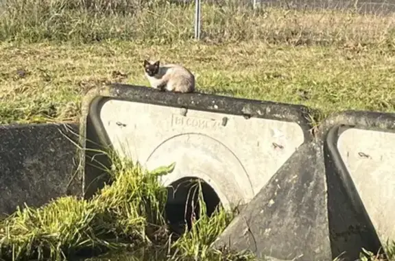Chat siamois borgne trouvé à Lesperon - photo