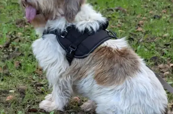 Animaux perdus , photo: Chien perdu : Basset griffon craintif