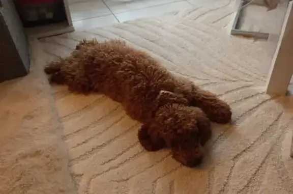 Chien perdu Lormont, photo : Caniche caramelle perdue à Lormont