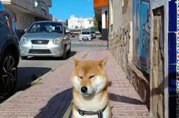 ¡Perro Shiba Inu perdido en Torrevieja!