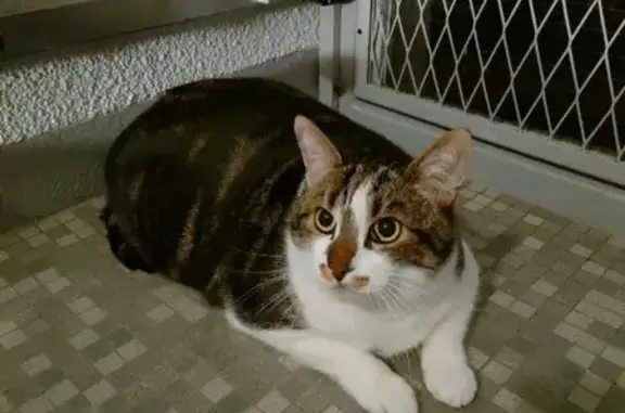 Chat trouvé Lyon, photo: Chat tricolore trouvé à Lyon 5ème