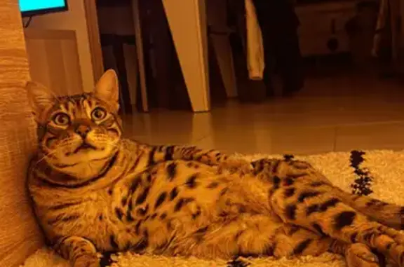 Animaux perdus Castelginest, photo: Chat épileptique perdu à Castelginest