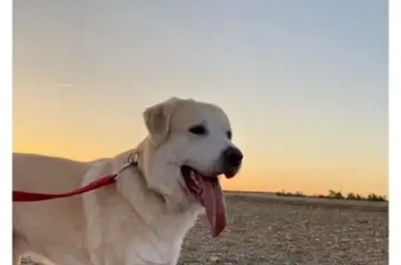 Perro Perdido: Mastín-Labrador en Alcázar