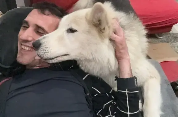 Chien perdu , photo : Chien croisé perdu à Claira, Occitanie