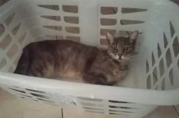 Petite chatte grise perdue à Draguignan - photo