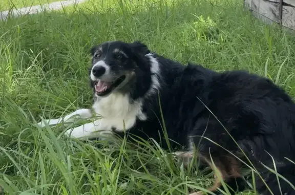Animaux perdus Launaguet, photo: Border Collie 10 ans perdu à Launaguet