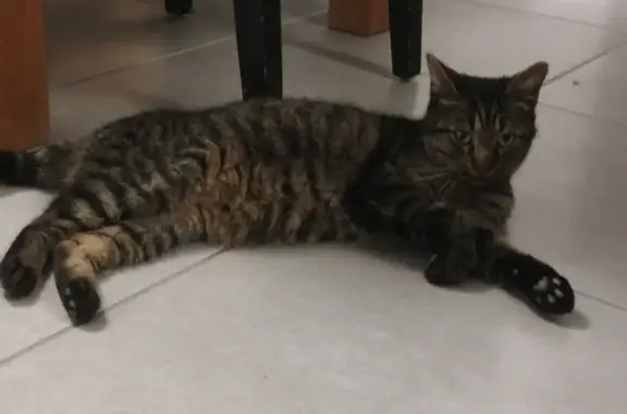 Chat trouvé Beaulieu-sous-la-Roche, photo: Chat tigré trouvé, très affectueux
