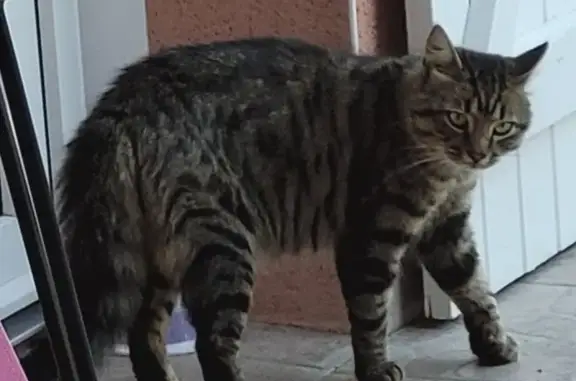 Chat tigré non castré envahit jardin - photo