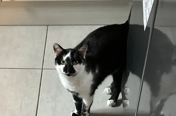 Chat perdu : mâle noir/blanc, pucé, peureux - photo