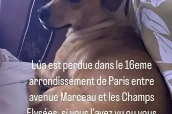 Chien perdu Paris, photo : Chien marron Lua perdu à Paris, cicatrice