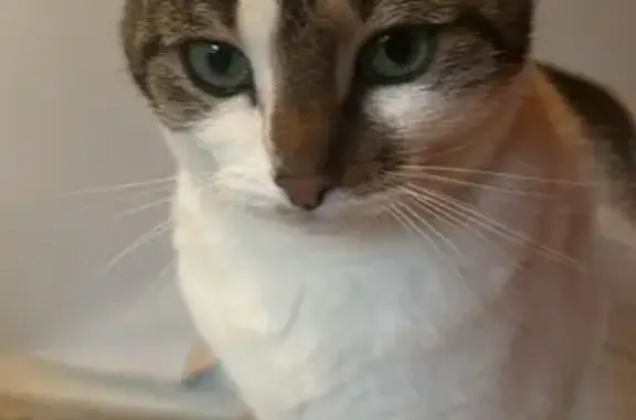 Chatte disparue à Thonon-les-Bains - photo