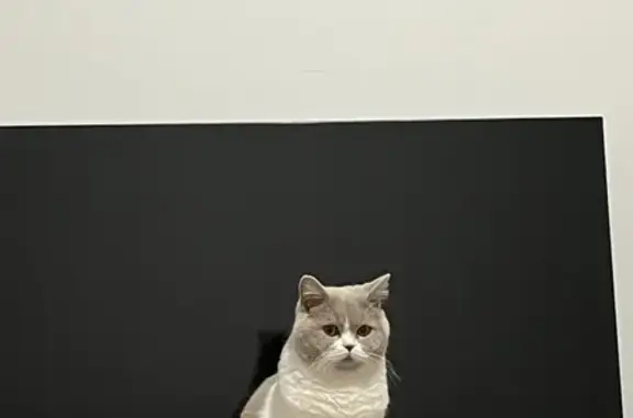 Animaux perdus , photo: Chatte British perdue à Quenet le 23/12/24
