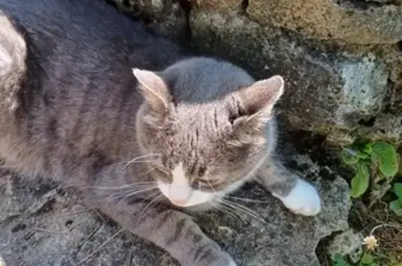 Chat perdu à Ballaison : Martin, castré - photo