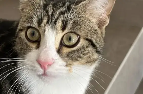 Chat trouvé sociable, castré à Prunellu - photo