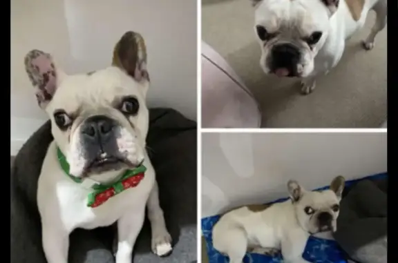 Missing: Timid Fawn French Bulldog, 8