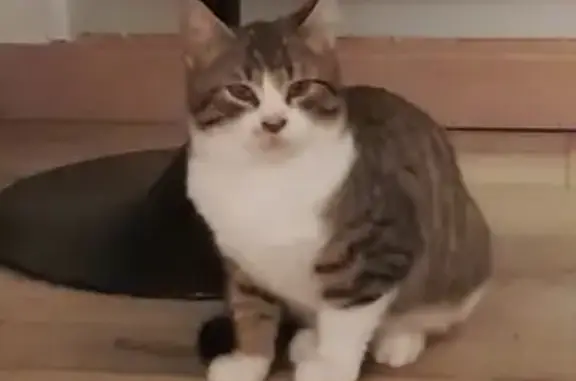 Chat trouvé Auterive, photo: Chaton mâle trouvé, sociable et affectueux