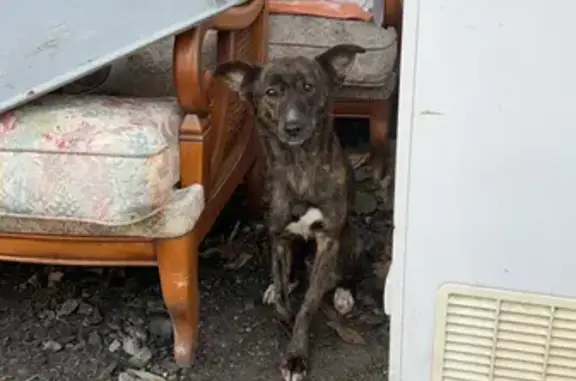 Chien noir-marron trouvé à Monteignet - photo