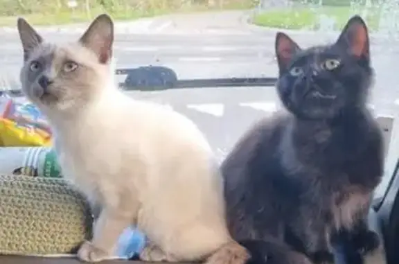 Chat perdu, Villeurbanne, photo: Chatons perdus après incendie camping-car