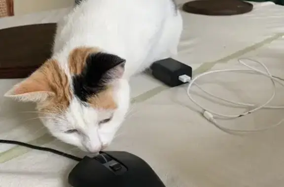 Chatte Lyre disparue à Maslacq - photo