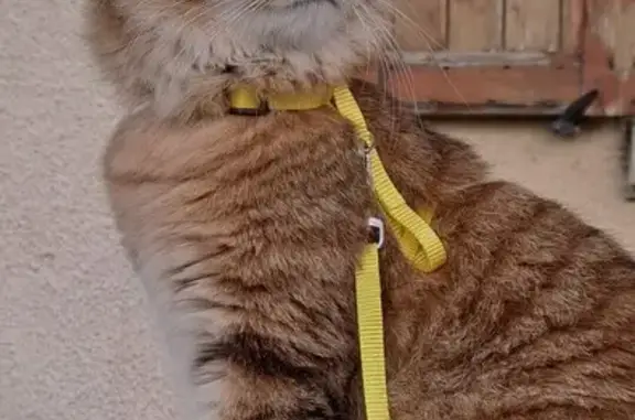 Chat perdu sur la N145 à Parsac-Rimondeix - photo