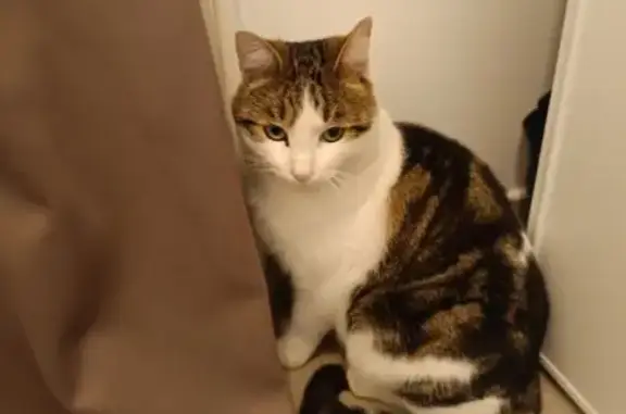 Chat mâle 4 ans trouvé, tatoué 313UEF - photo