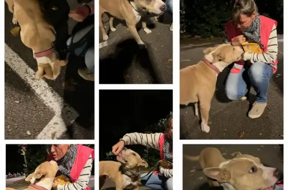 Chien perdu Bourgogne-Franche-Comté, photo : Chienne croisée disparue à Monéteau