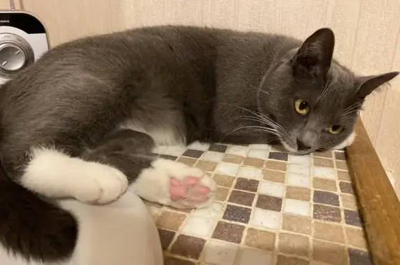 Animaux perdus Montpellier, photo: Chat gris perdu, Allée du Picpoul, 75